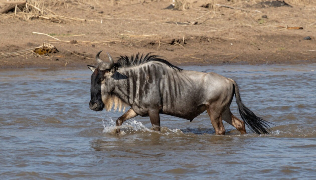 Le calendrier précis de la grande migration des gnous