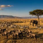 Vaste savane tanzanienne : une multitude de gnous et de zèbres migrent, un éléphant solitaire sous un acacia, montagnes lointaines.